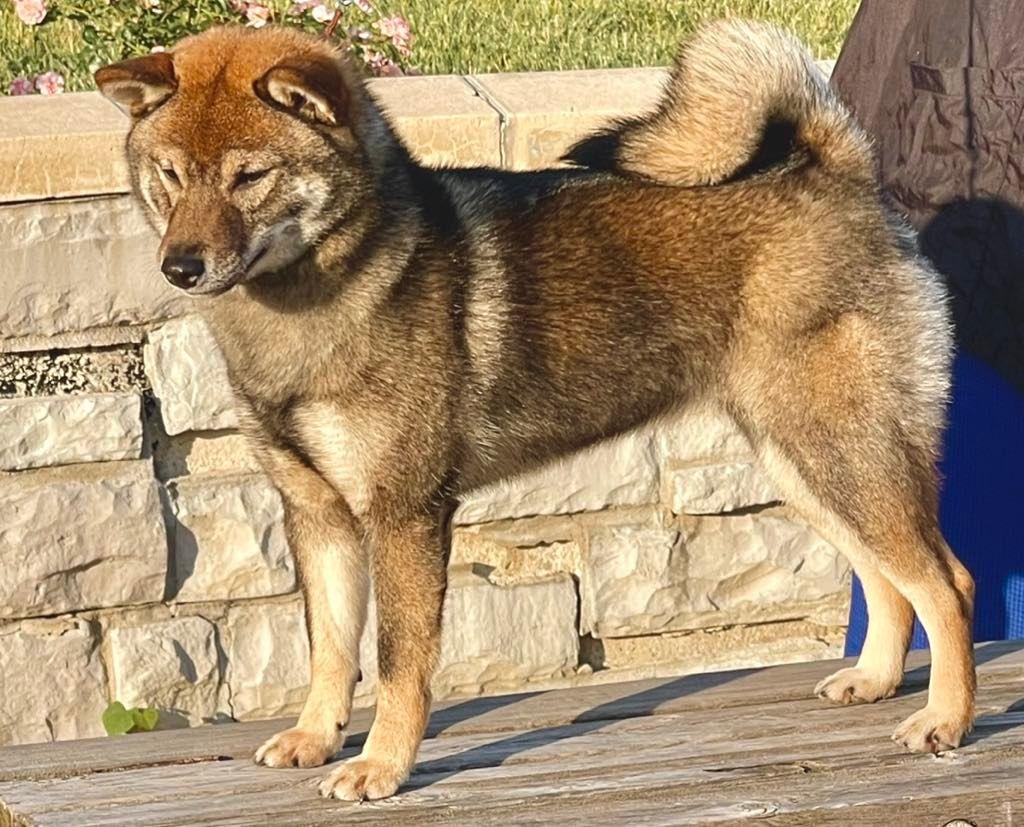 Shiba Inu photo — Moonlight Shibas, Pensacola FL