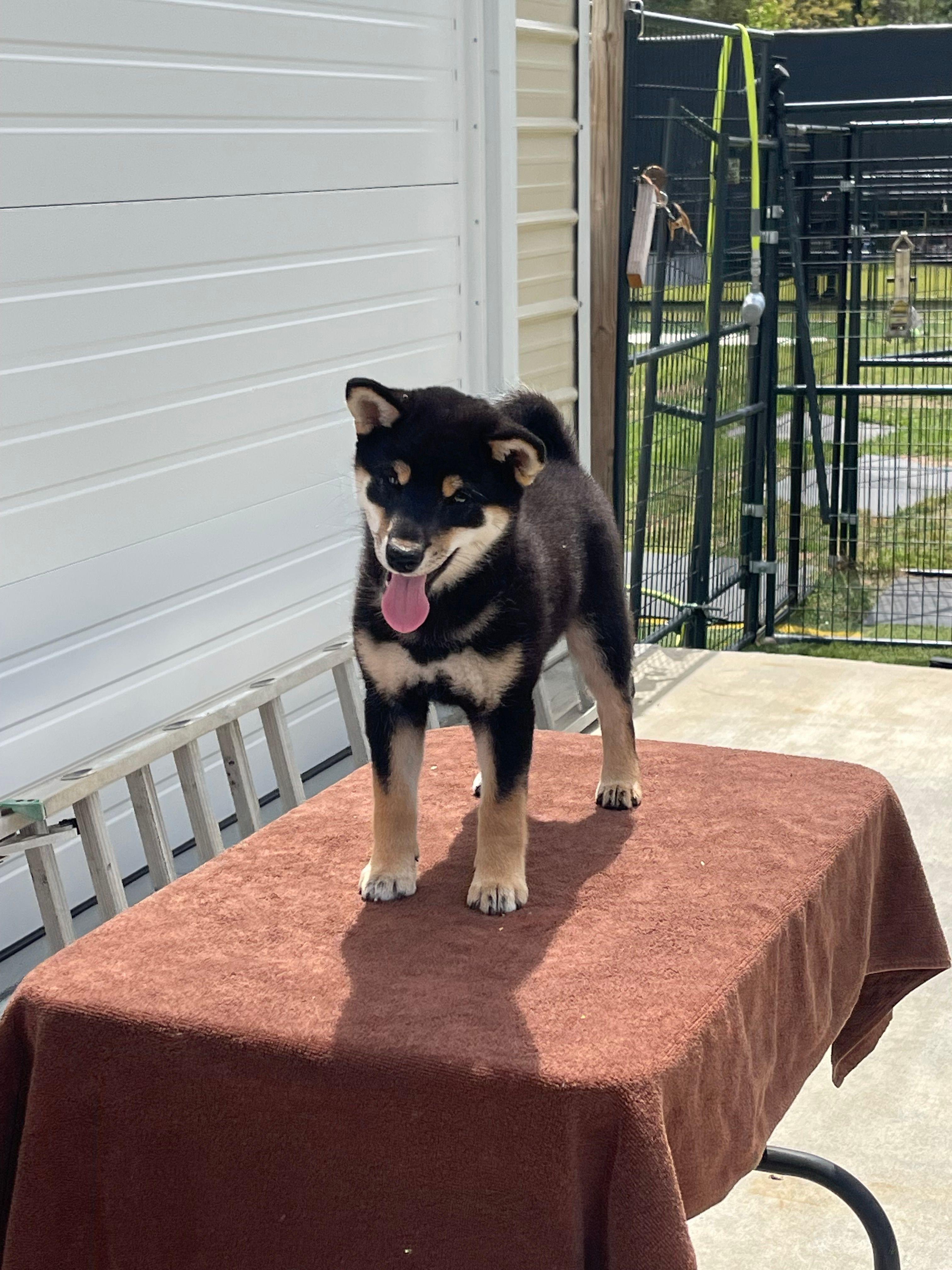 Stripe — Black & Tan male, available