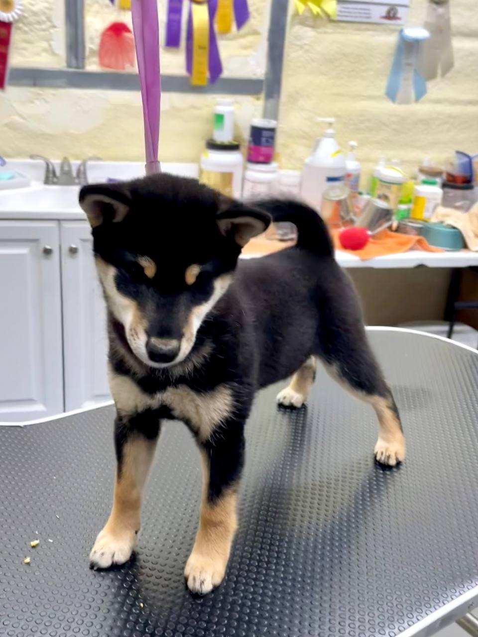 Stripe — Black & Tan male, available