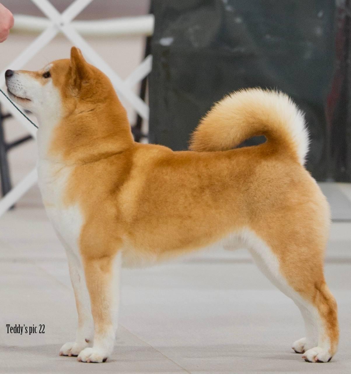 Indiana — Best of Breed stack