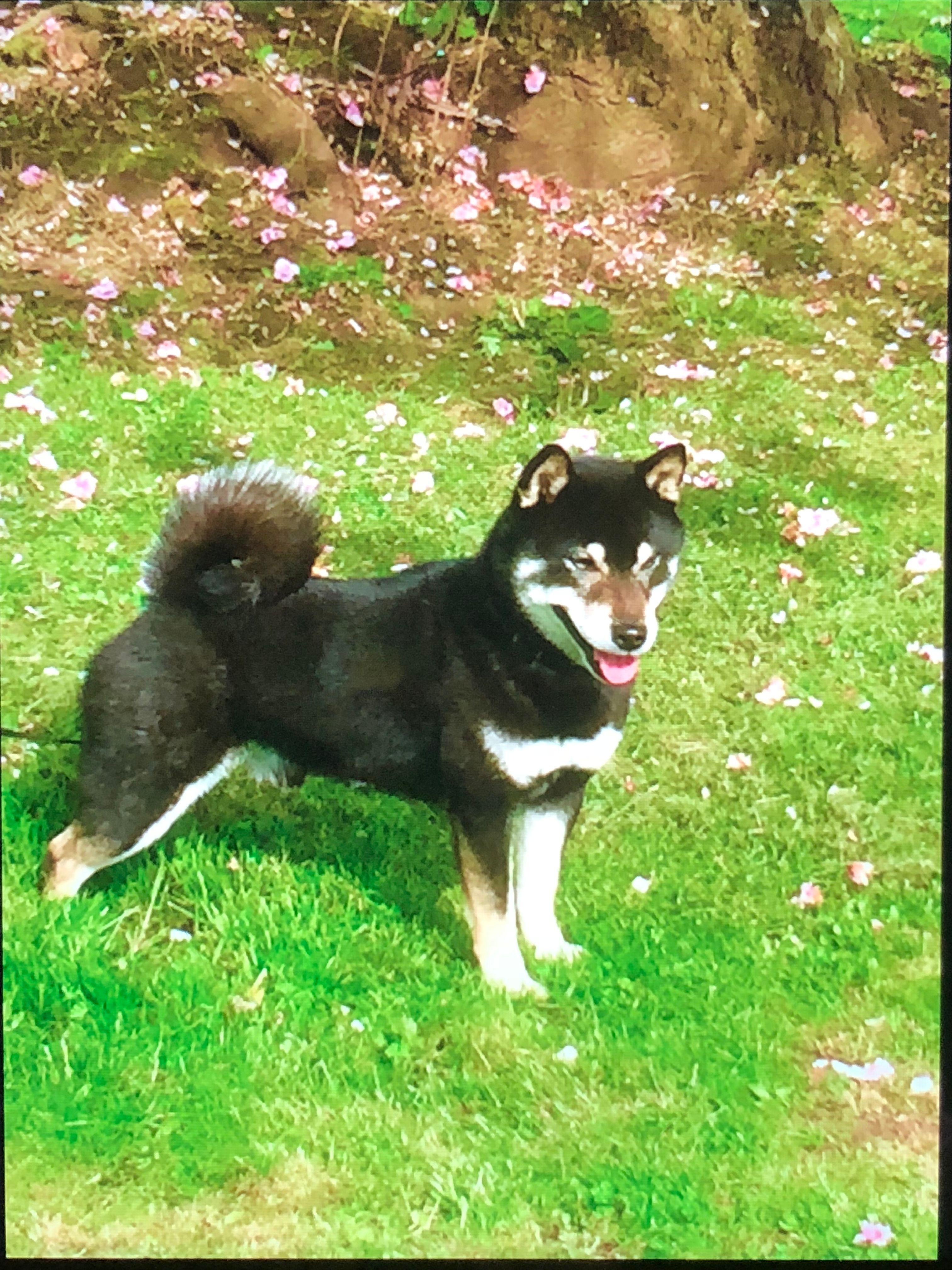 GCH Kepano