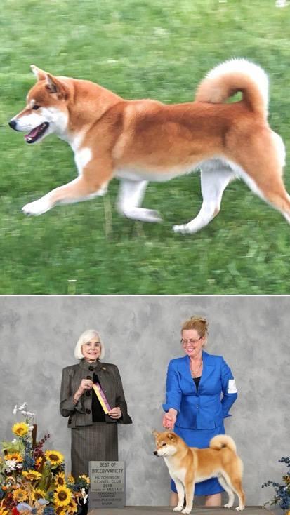 Indiana — in action & Best of Breed win