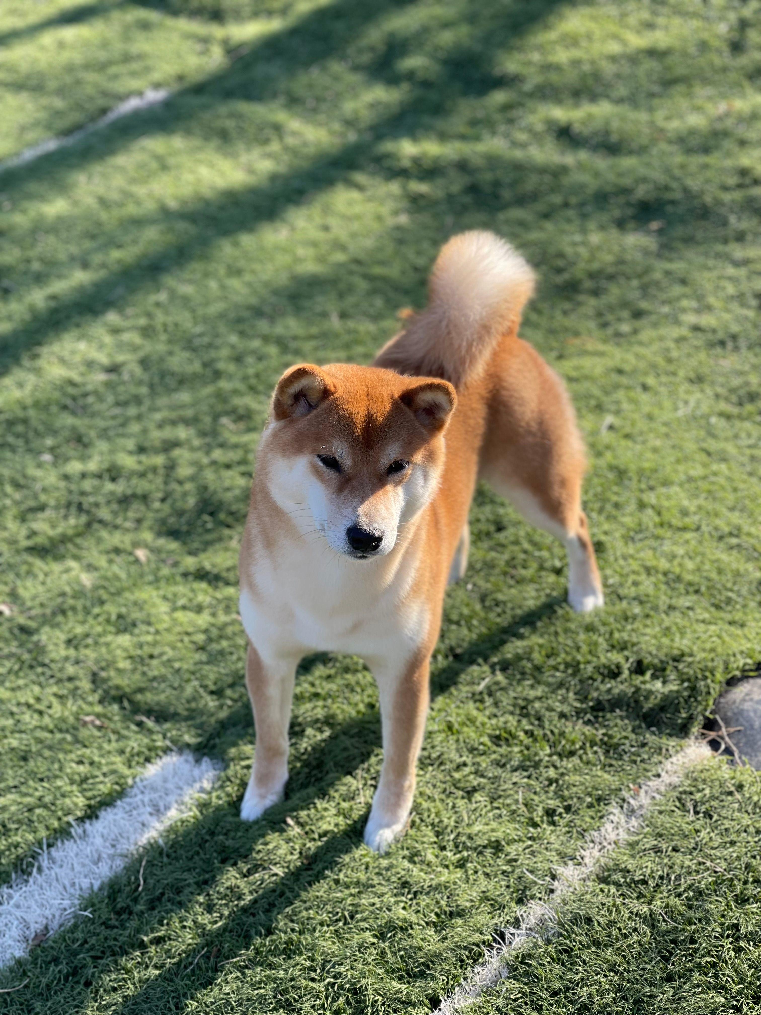 Shiba Inu photo — Moonlight Shibas, Pensacola FL